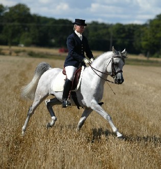 Click to Enlarge - Shalomon showing off his dressage paces with rider Katri Wäyrynen. (Photo credit: Krister Lindh)