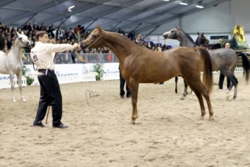 Ajman Moniscione winning the title of European Reserve Champion Colt at Verona. (Photo credit: Nicoletta Abelli)