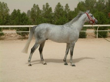 Mugadir, Qatar's 2005 WAHO Trophy winner.