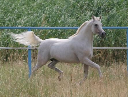 Madiar, Russia's 2005 WAHO Trophy winner