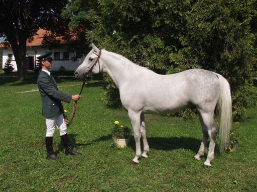 Click to Enlarge - Unikat, 2005 WAHO Trophy winner, as a young stallion