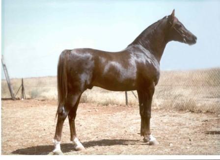 Zacateco, Spain's 2005 WAHO Trophy winner