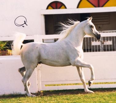 Click to Enlarge - Ashhal Al Rayyan, 2006 Qatar WAHO Trophy Winner, Photo credit: Gigi Grasso.