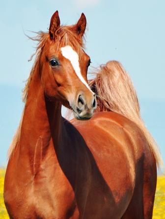 Click to Enlarge - Nil Nikinikee, Photo Credit : Franja Schmid