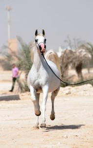 Naama Al Shaqab