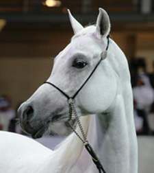 Amirat Al Shaqab