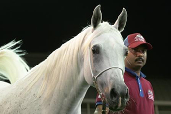 Amwaj Al Shaqab