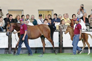 Batalah Al Shaqab and filly by Nader Al Shaqab