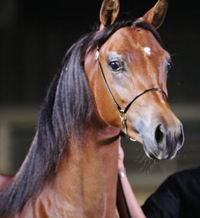 Cleopatra Al Shaqab