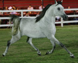 Another of the glorious grey beauties bred by Al Naif Stud