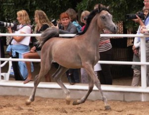 Konouz Al Nasser