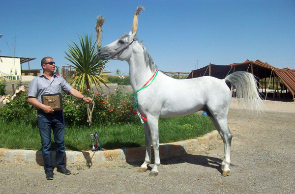 SAKHI, 2014 WAHO Trophy Winner, Algeria -  with his owner/breeder, Ahmed Feghouli