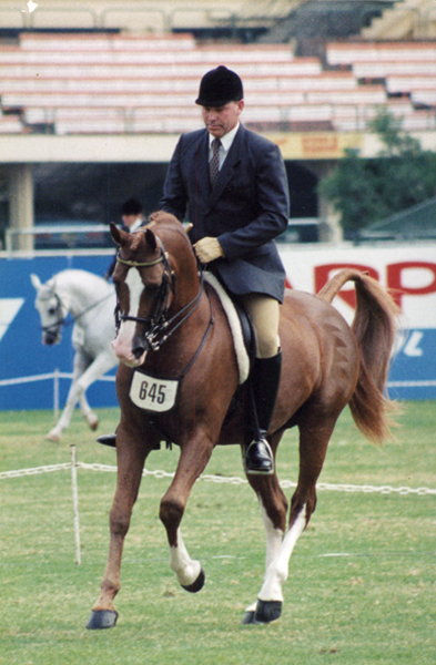 Sunland Australian Ambassador, 2013 WAHO Trophy Winner, Australia