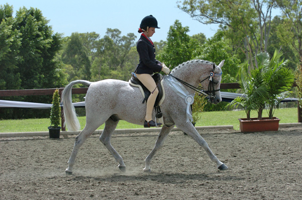 Kathmar Park Maverick, 2014 WAHO Trophy Winner in Australia