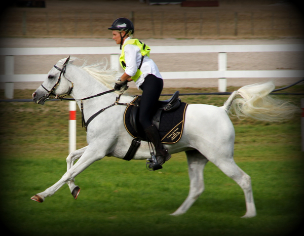 AA Mystic Charm, 2013 WAHO Trophy Winner, New Zealand, with rider Rosemary Revell