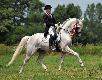 ECHO APOLLO, 2014 WAHO Trophy Winner, Poland