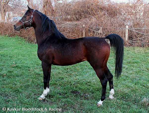 Gangut, 2010 WAHO Trophy Winner