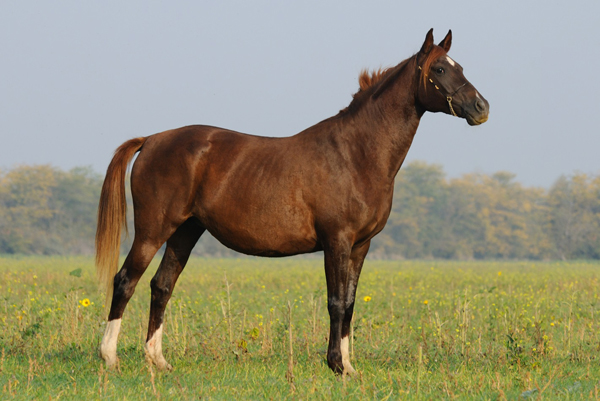 AIOVA, 2013 WAHO Trophy Winner, Russia