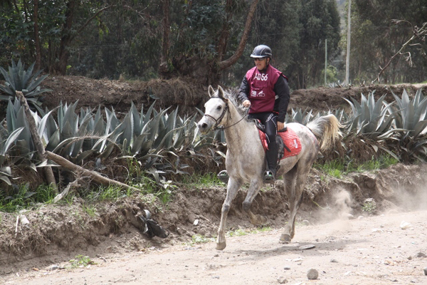 AR Misterio competing with his owner and rider, Mauricio Morillo.  photo: Pablo Albuja