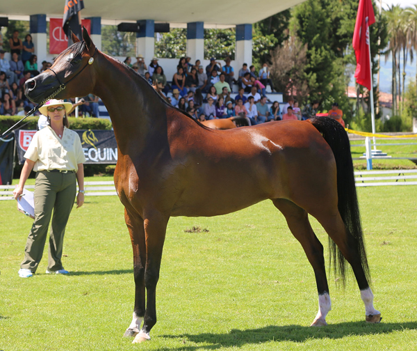 MC Antonela , 2014 WAHO Trophy Winner, Ecuador Photo: Kira Tolkmitt 