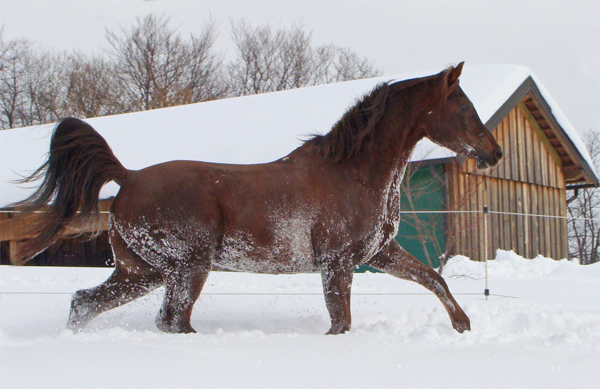 ID EL SAAR - WAHO Trophy Winner 2015, Slovenia