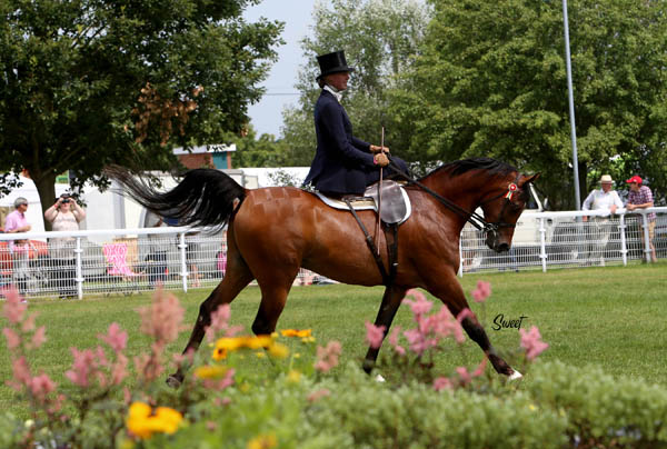 : Jessica Amess and AV Kubla Khan during the WAHO Trophy award ceremony at the 2014 British National Championships Show.  Photo: Marilyn Sweet