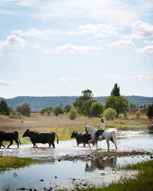 KLASS / DANIELLA / CATTLE / RIVER