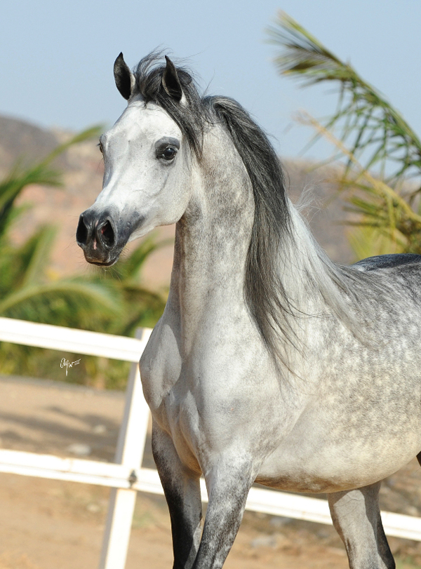 Yamamat Al Khalidiah, 2014 WAHO Trophy Winner in Saudi Arabia