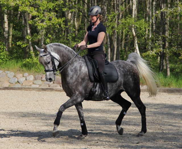 Bell Sihr ridden by Signe Kirk Christiansen in training