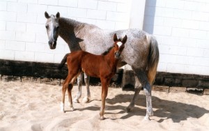 Mlolesh Alyatima with her newborn filly