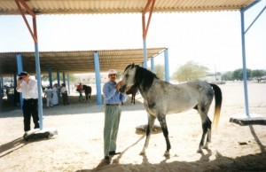 The stallion Saidan Gharib gently welcomes one of the many WAHO visitors