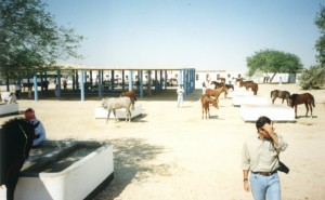 Sheikh Mohammed Bin Salman Al Khalifa's stud farm