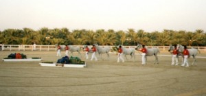 Collection of 'speckled' grey mares