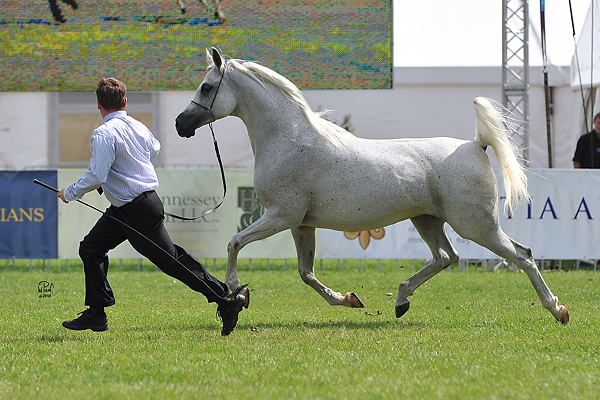 Palmira Poland WAHO Trophy winner in 2010 with handler Kamil Kulczyński Photo: Wieslaw Pawlowski & Lydia Pawlowska