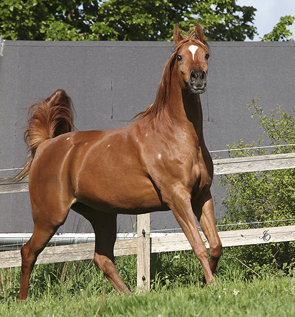 CA KUPONA, WAHO Trophy Winner of Denmark 2010