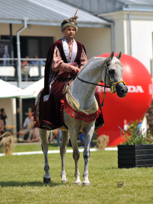 Piaff ridden in Polish historical costume by Mr. Artur Bieńkowski