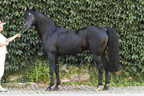 Caid Jabbar, WAHO Trophy Winner of 2014Foto: G. Waiditschka / IN THE FOCUS