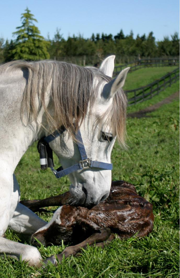 Rula with her new born foal.