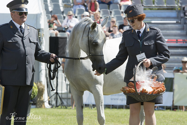 Palmeta, led by Dr. Marek Trela, receiving some carrots from the hands of Anna Stefaniuk.