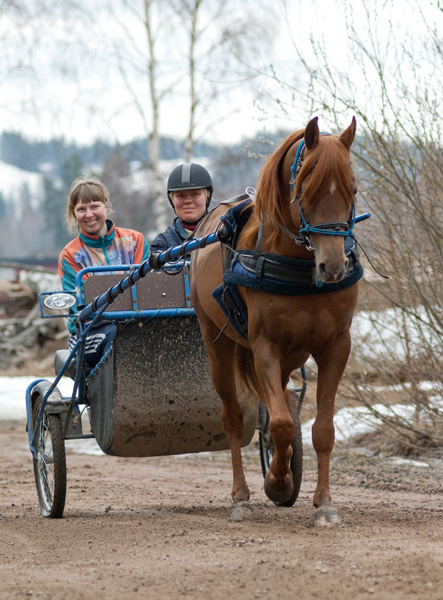 The versatile Arabian - Pelennor, 2015 WAHO Trophy Winner of Finland