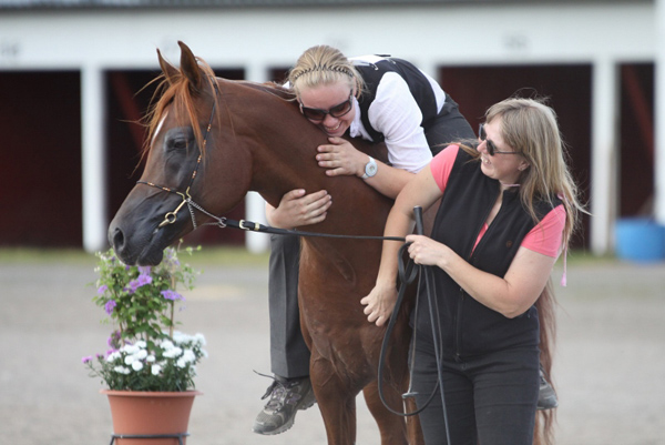 The versatile Arabian - Pelennor, 2015 WAHO Trophy Winner of Finland