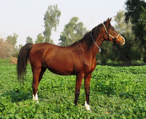 Mahrokh, 2015 WAHO Trophy Winner of Iran