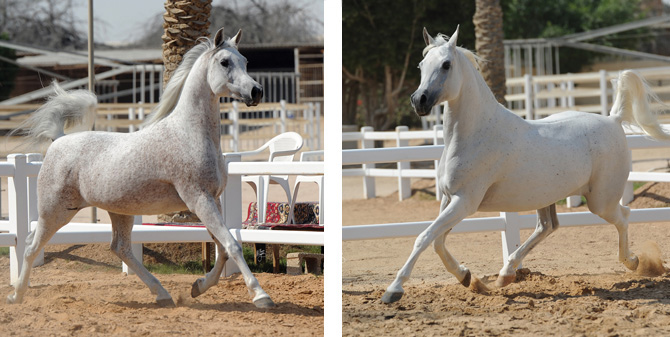 (left) Remal Al Nasser and (right) Ftoon Al Shaqab