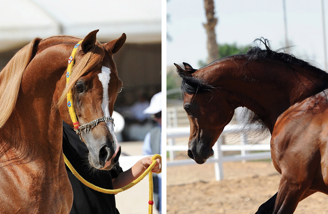 (left) Shagran Al Nasser and (right) Gazwan Al Nasser