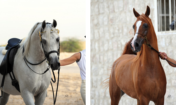 (left) Fouad Al Gharafa and (right) Elmina (Harbin x Elzunia )