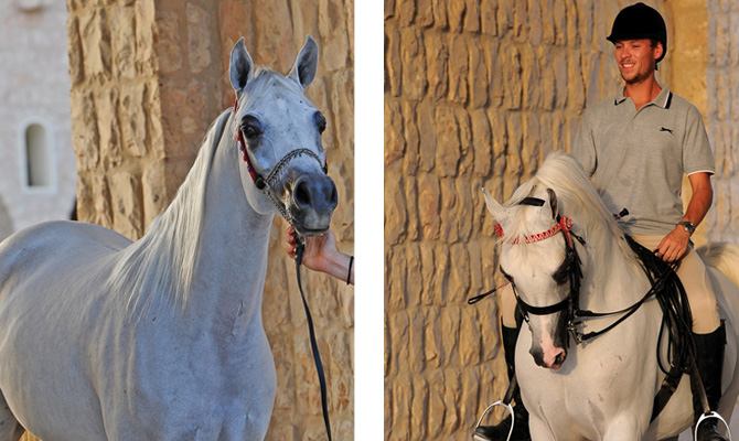 (left) Eftikhar Al Itihad and (right) Ohio with Ben Pullen in the saddle.