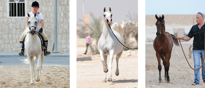 (left) Ibn Naama Al Shaqab & Sian Jones, (middle) Naama Al Shaqab (Sabiell x Biriusa) and (right) Spartan Al Gharafa, colt, with Stephen McCormick