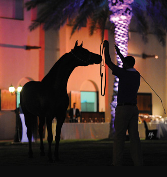 Al Shahania - Show horse DSC_9192