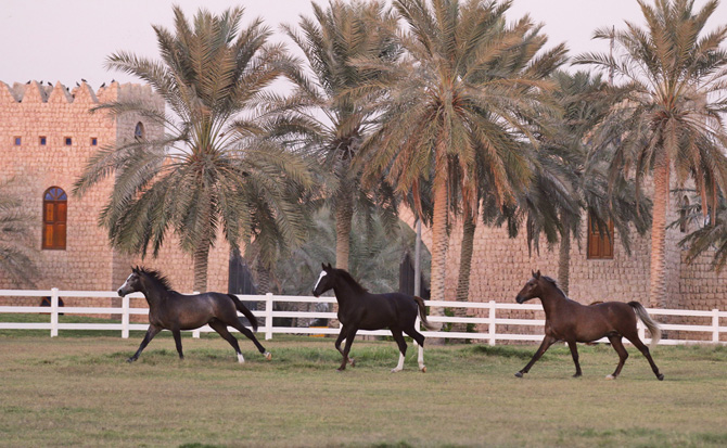 Young horses in the paddock