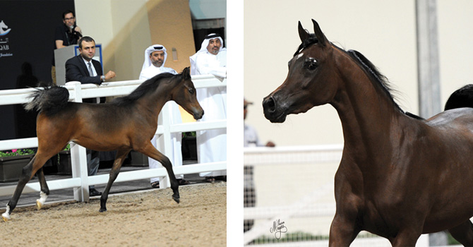 (left) Filly (Wadee Al Shaqab x Magheeda Al Shaqab) and Kahla Al Shaqab